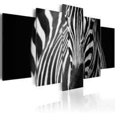 Tablou  Zebra look