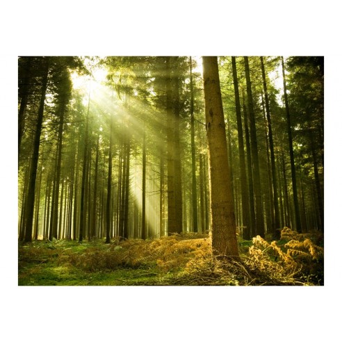 Fototapet  Pine forest